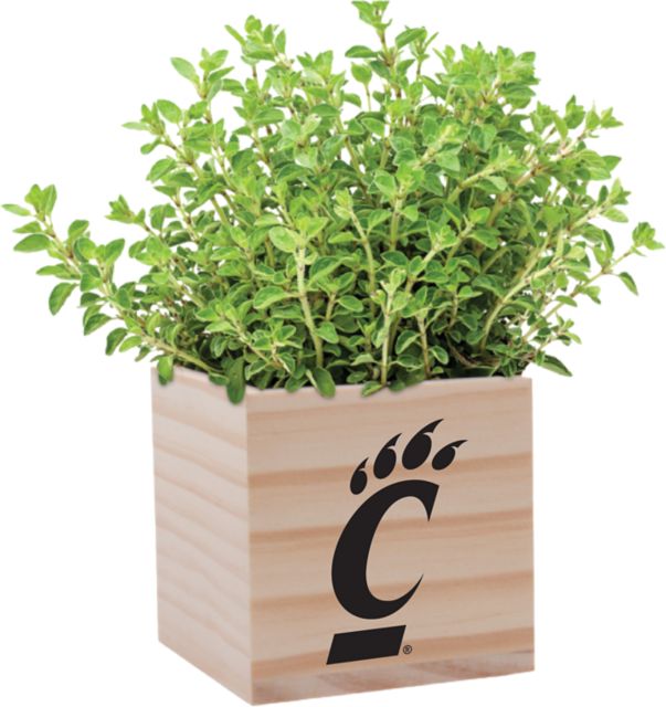 University of Cincinnati Planter with Seeds