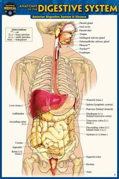 ANATOMY OF THE DIGESTIVE SYSTE